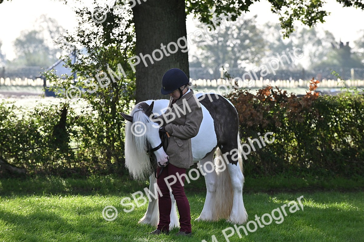 SBM_55345 - S44 - Youngstock In Hand