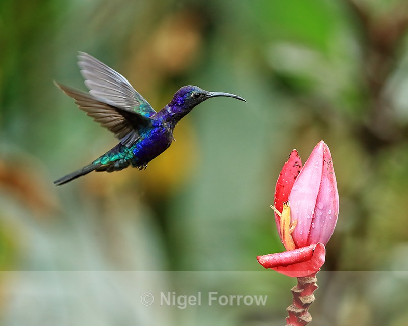 Violet Sabrewing (male) hovering by flower, Buena Vista, Costa Rica - Violet Sabrewing