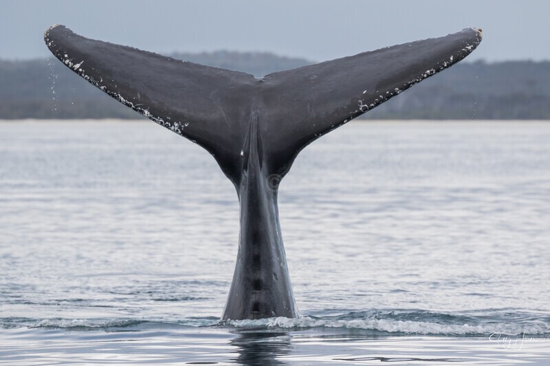 Tall Fluke