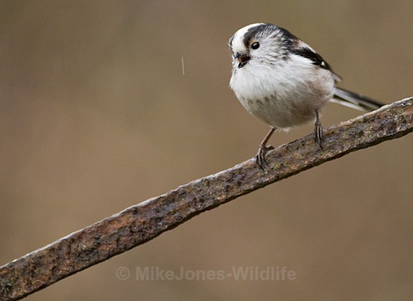 LONG TAILED TIT REF LTT 9 - THE LONG TAILED TIT
