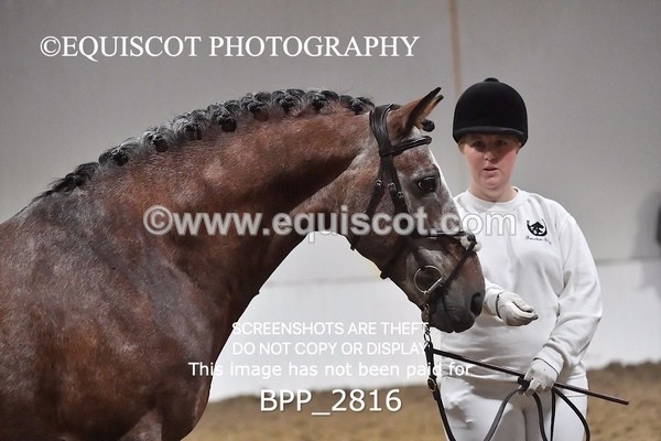 BPP_2816 - LOOSE JUMPING / SPSS