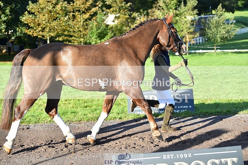 231022-100456-22231 - 432-DALEY-Oona.Gowan-TrotUp+SJ