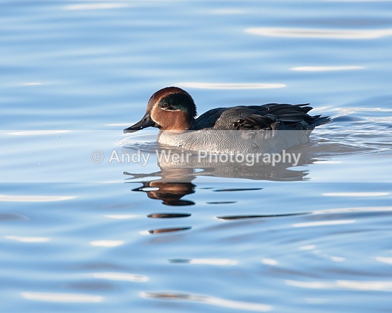 20081128-IMG_0891 160 - Teal