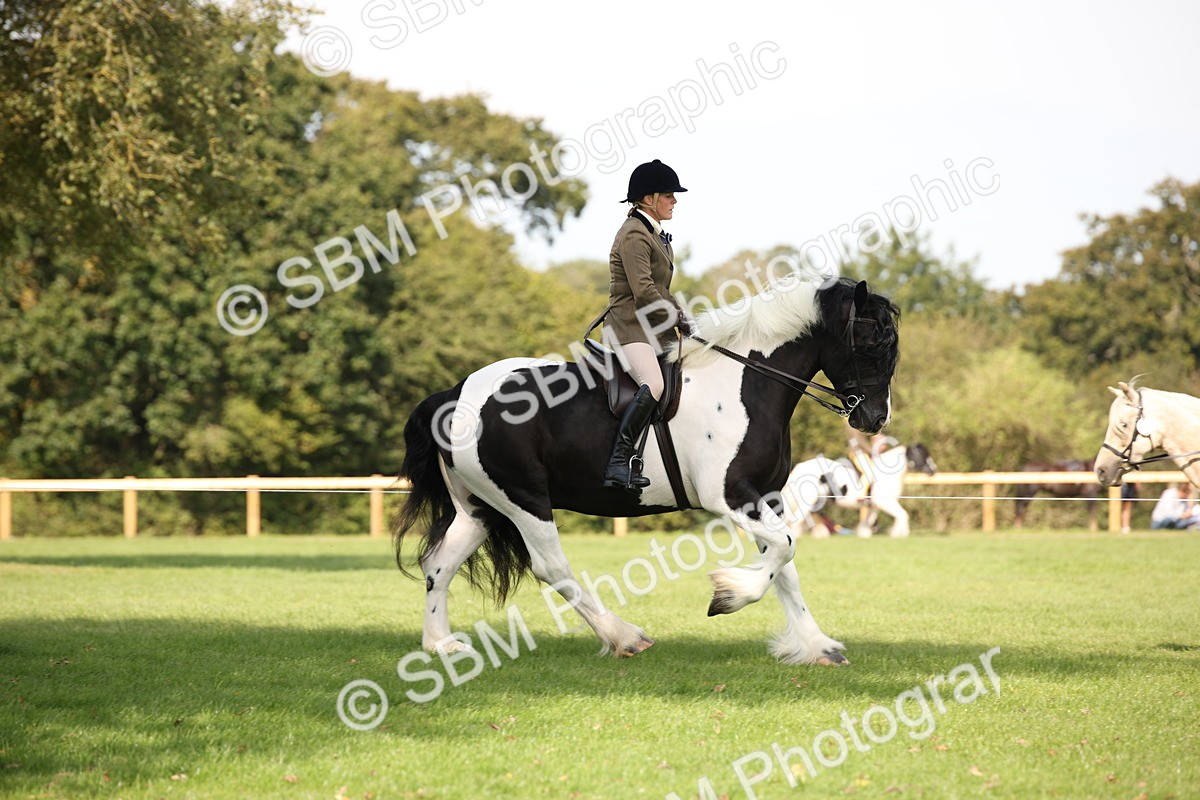 SBM_70077 - S65 - Piebald & Skewbald Horse Ridden