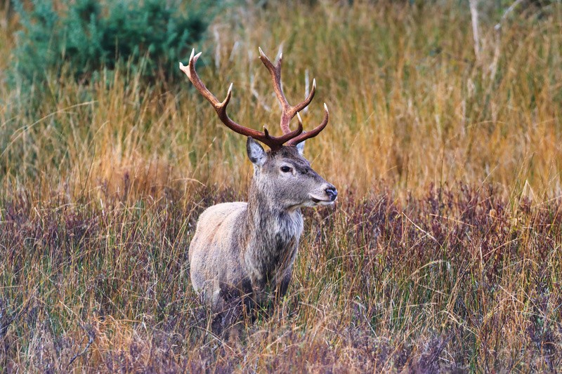 Red Deer   ref 6807 - macro and nature.