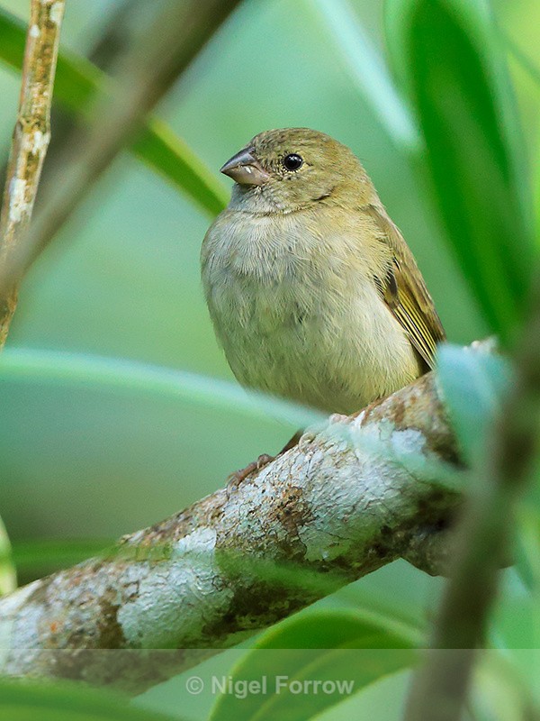Black-faced Grassquit (female) - Black-faced Grassquit