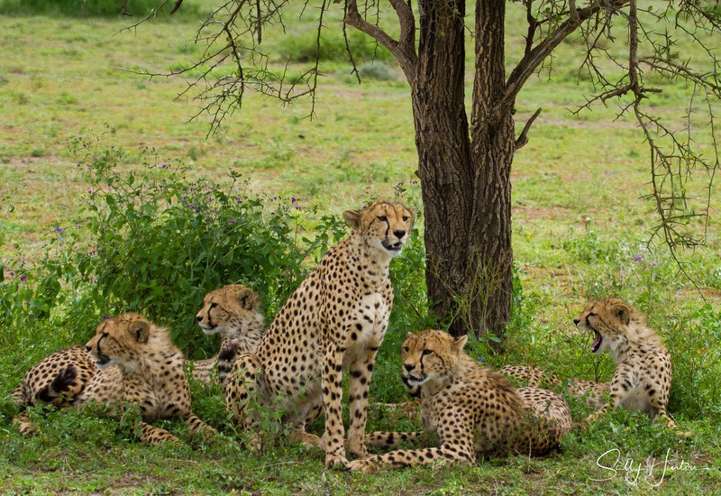 Cheetah Family Ndutu