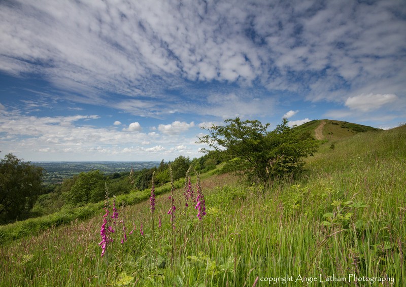 Midsummer's Walk - The Malvern Hills