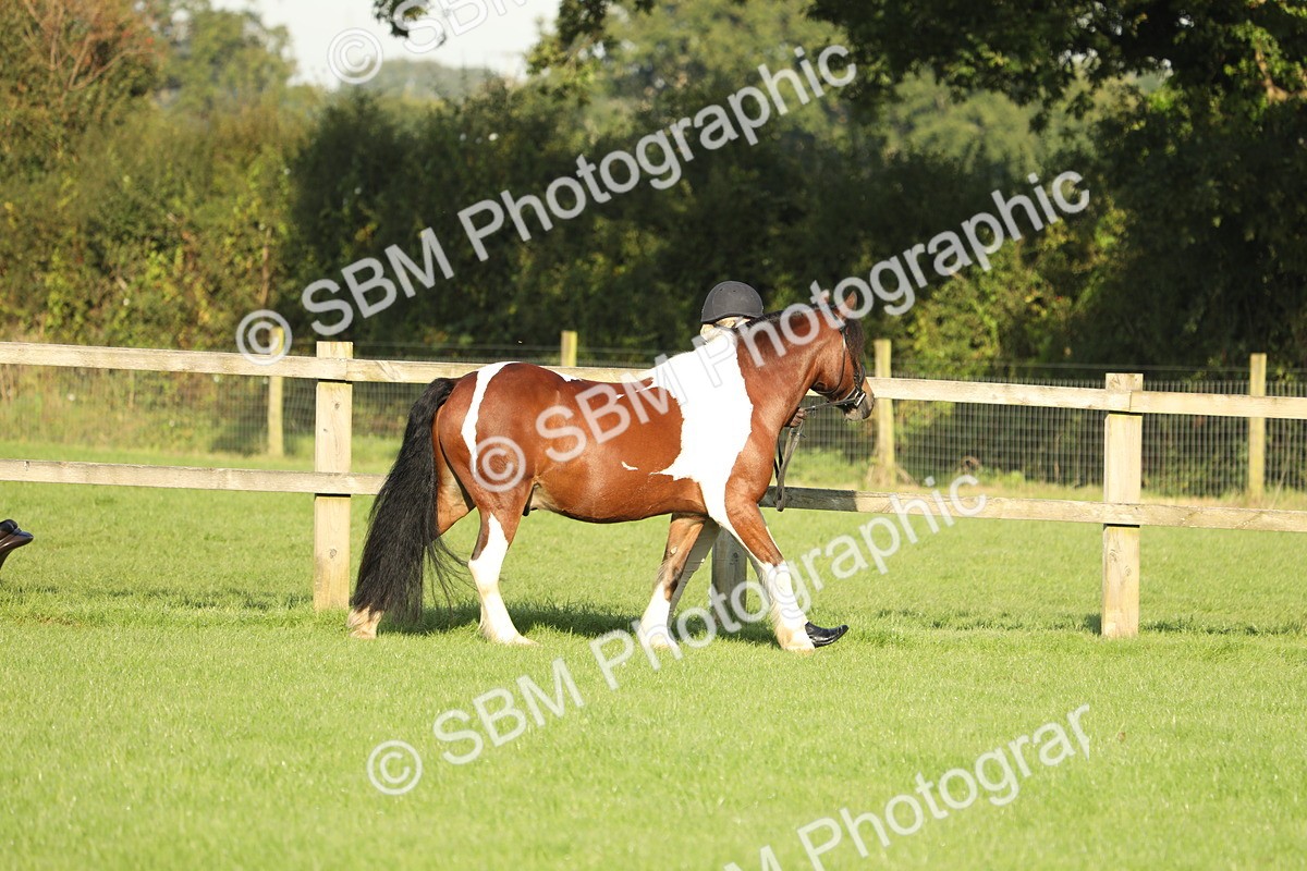 SBM_60796 - S43 - Coloured Pony In Hand