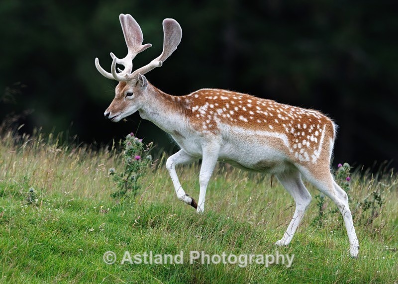 Astland Photography, Bird and Wildlife Images, Susan and Peter Wilson, U.K.