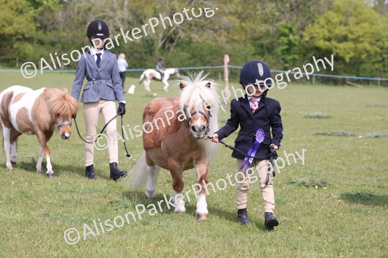 20260426-3133 - Class 26 - Shetland Ponies and Minitures