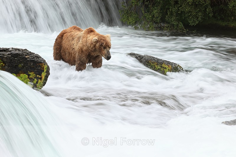 Brown Bear waits below Brooks Falls for salmon to arrive, Katmai NP - Brown Bear