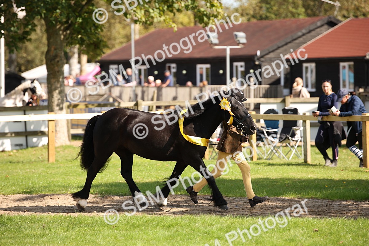 SBM_40887 - Fun Showing Supreme Championship