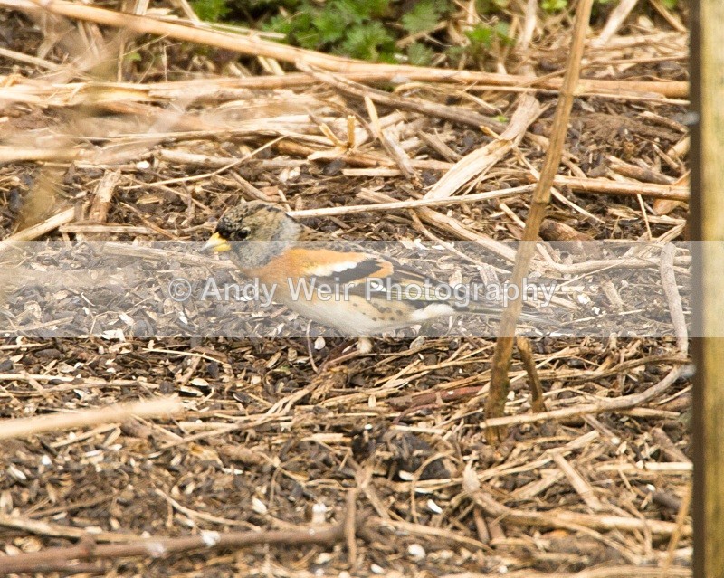20110319-IMG_2410 - Finches