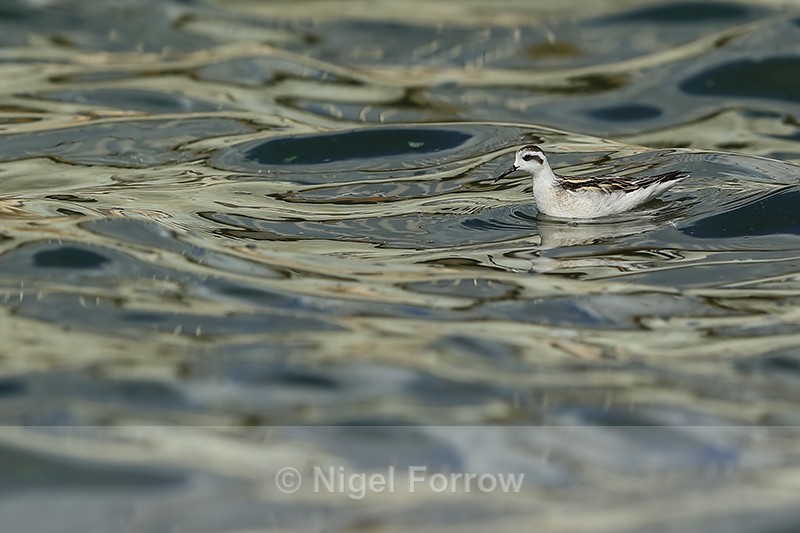 Red-necked Phalarope (juvenile), Farmoor - Red-necked Phalarope