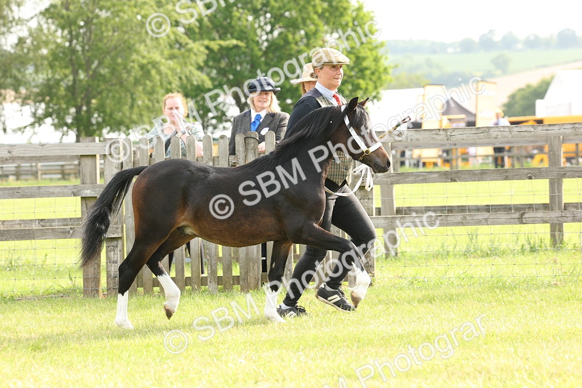 SBM_00414 - Class 6-13 - Mountatin and Moorland In Hand Welsh Breeds