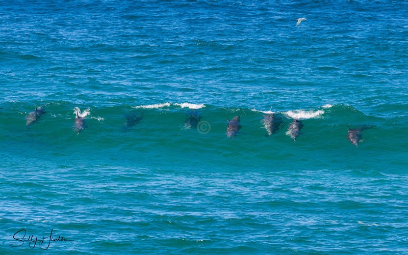 Dolphins in Wave 3