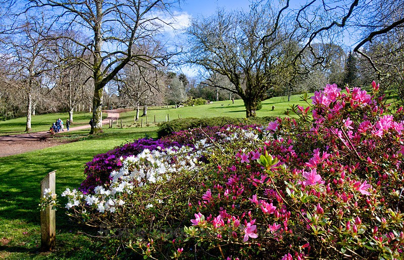 Beautiful flowerbeds - Cockington