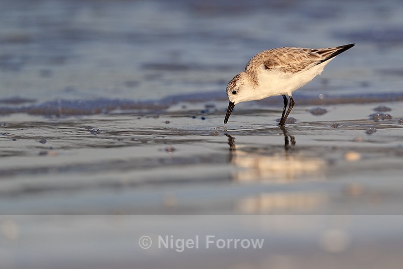 Sanderling foraging as sea recedes, Fort De Soto, Florida - Sanderling
