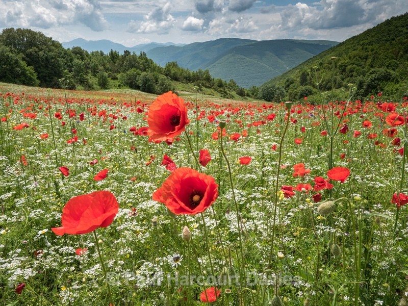 Preci: meadows with poppies, coriander, and cornflowers. - Flowers in the Landscape - 2