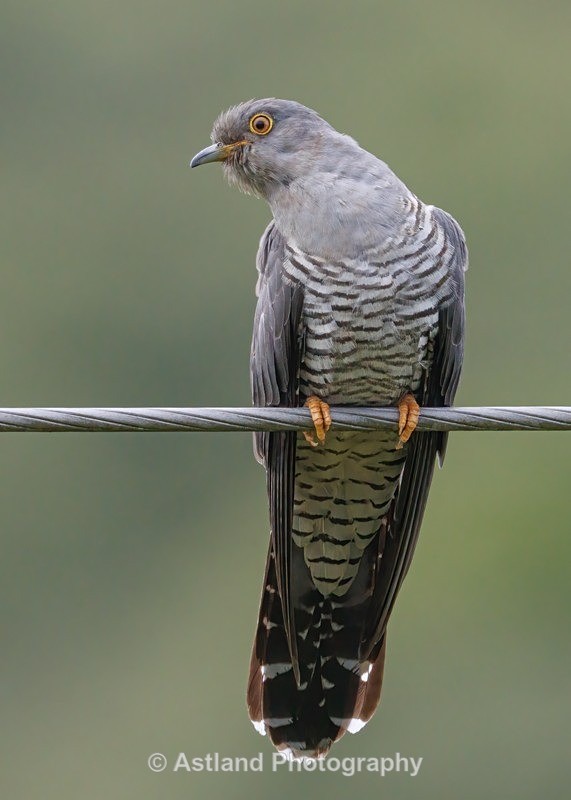 Cuckoo - Latest Images