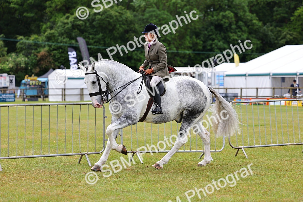 SBM_02512 - Class 9-11 Side Saddle including LIHS Rising Star Ladies Show Horse