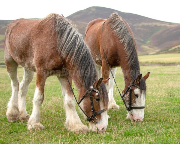 Dionne-190 - DGClydesdales