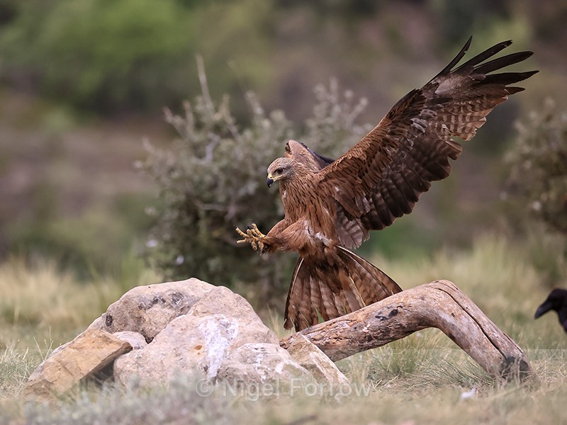 Black Kite landing on rock, Catalonia, Spain - Black Kite