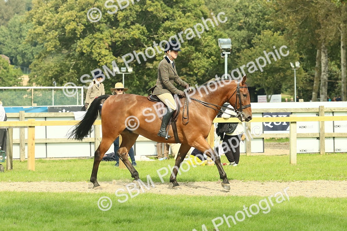 SBM_66706 - S34 - Rehabilitated Rescue Horse & Pony In Hand & Ridden