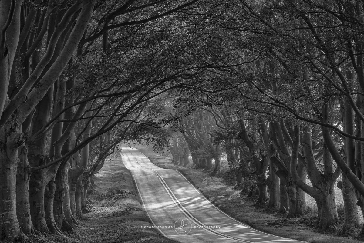 Beech Avenue - Order