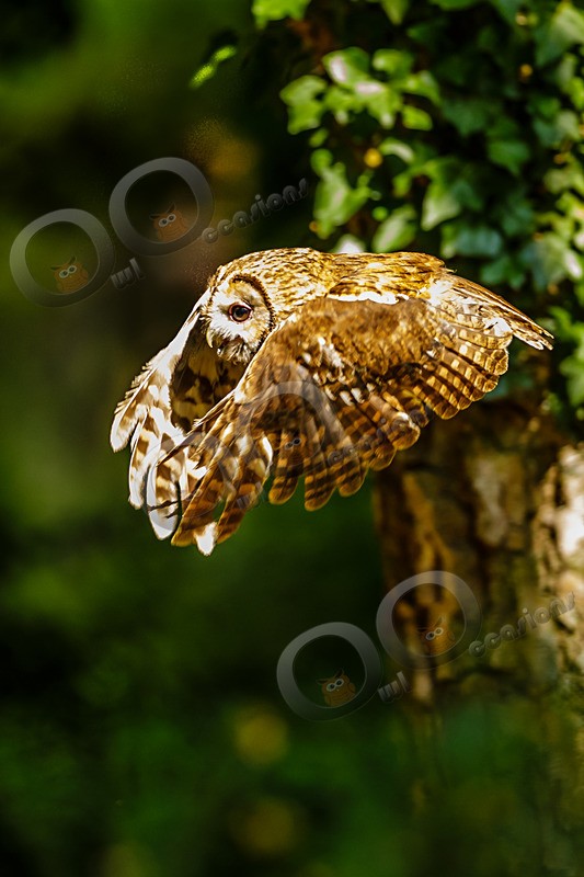 tawny owl Strix aluco-5901 - Owls of the World