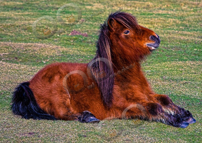 Shetland pony-20 - Pet Photography