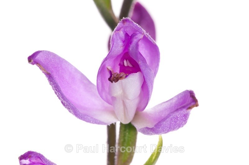  - WB: Orchids - Various
