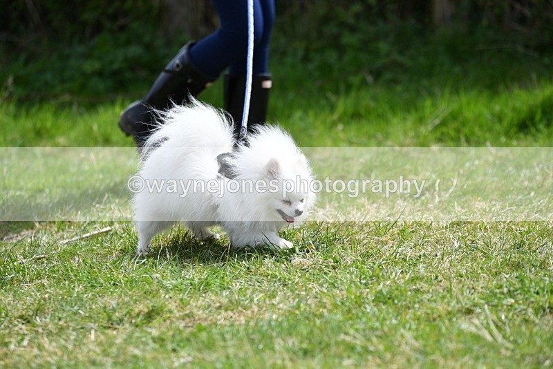 WJ5_9699 - Class 3 Most Handsome Dog