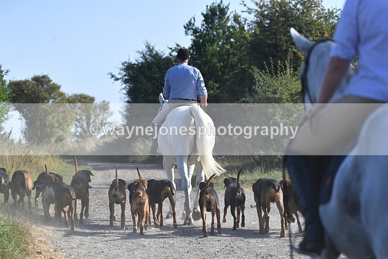 WJ5_4825 - Walk out with the hounds