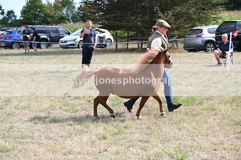 WJ6_6963 - Class 21 Shetland & Mini Horses