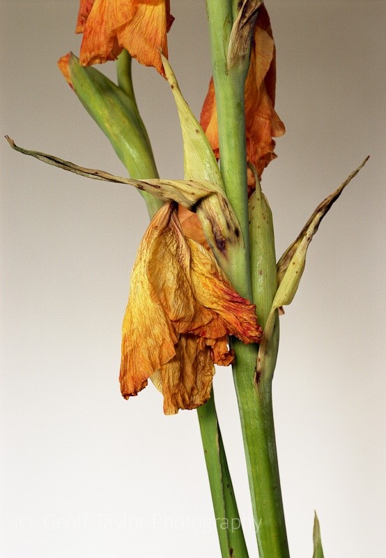 Gladiolus Orange - Shropshire Gladioli