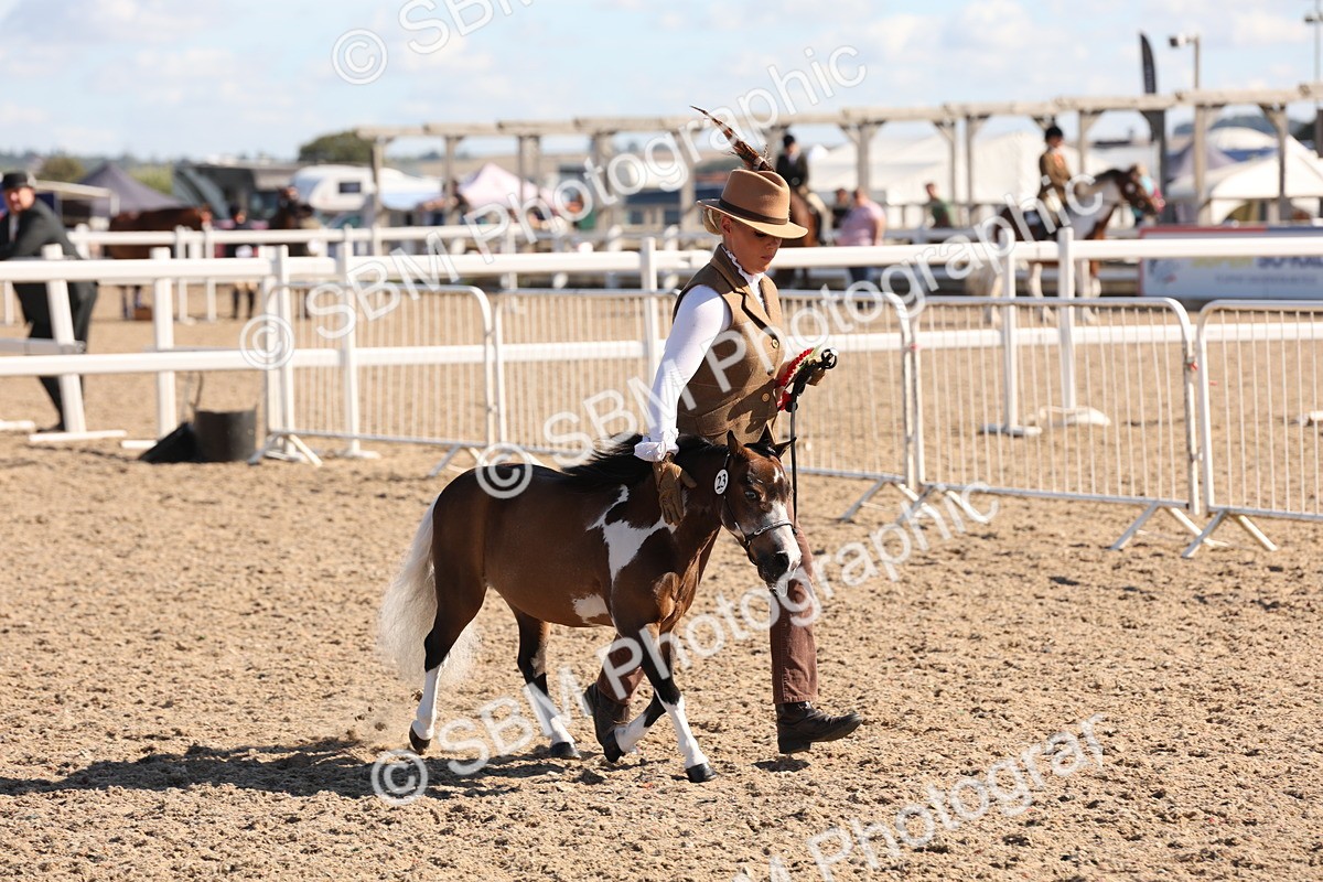 SBM_12973 - Class 206 - IH Non Show Type Pony