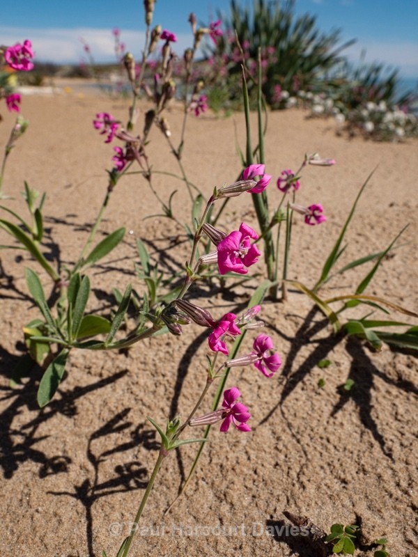 Pink pirouette (Silen colorata)  - Gargano - Flowers in the Landscape