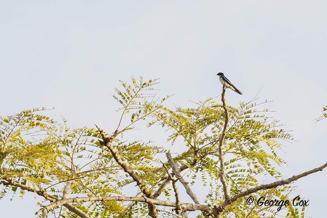 Wire tailed swallow - Gambia 2025