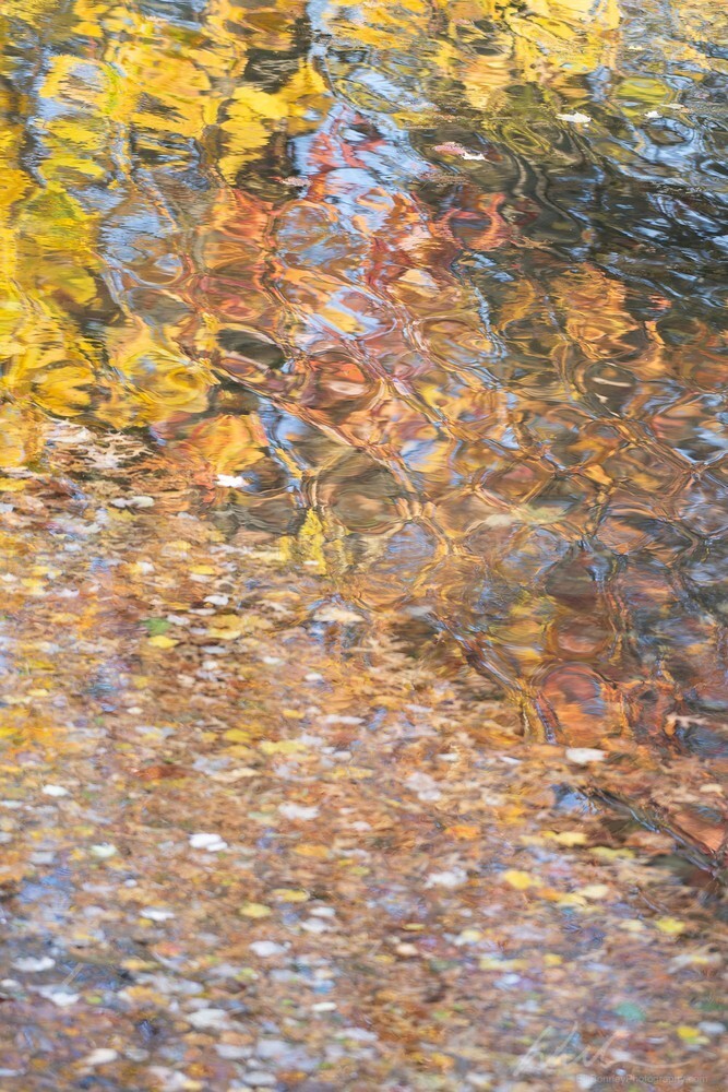 DSC_7265 - Autumn