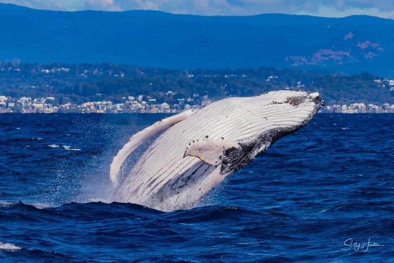 Humpback Breach into the wind 1. 0A3A2969 - 2025 Whales