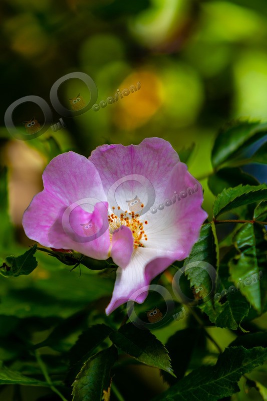 Dog Rose-4116 - Plants and trees