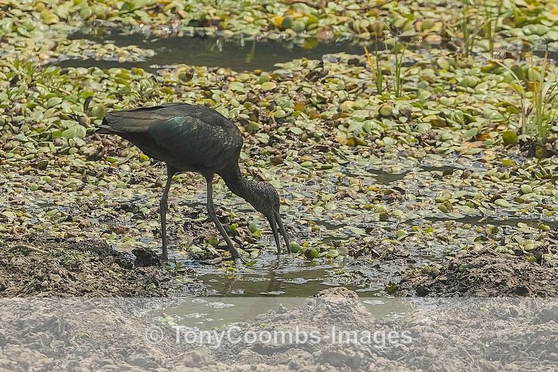 Glossy Ibis - Mana Pools ~ The Birds