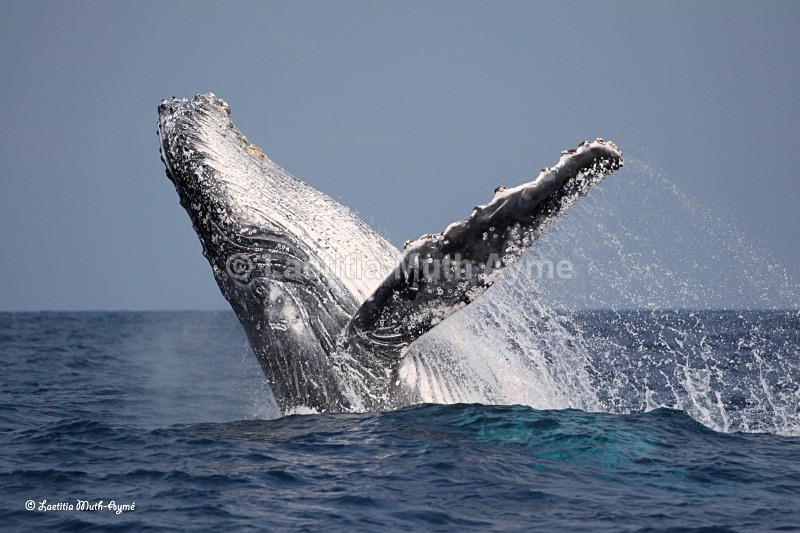 IMG_4120 Gabon - Marine wildlife