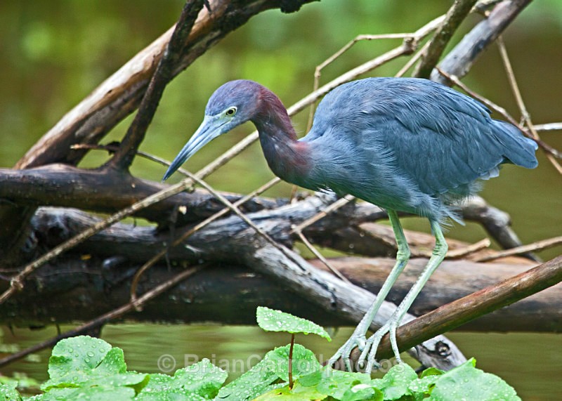 Little Blue Heron, Costa Rica - Costa Rican Wildlife