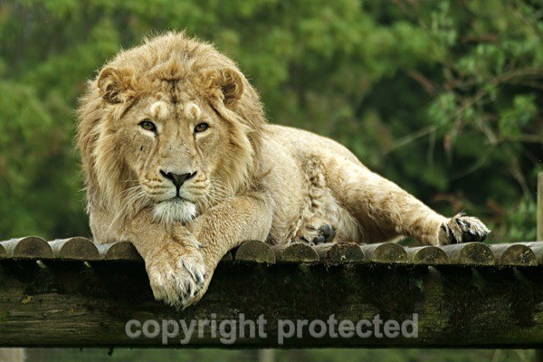 Asiatic Lion - Rana (Cotswold Wildlife Park) - Asiatic Lions