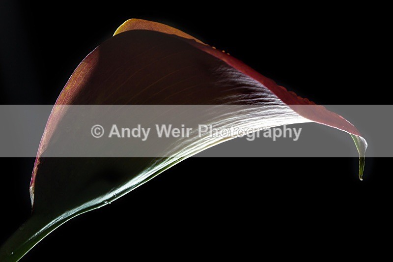 170627-untitled0015-4892 - Plants & Flowers