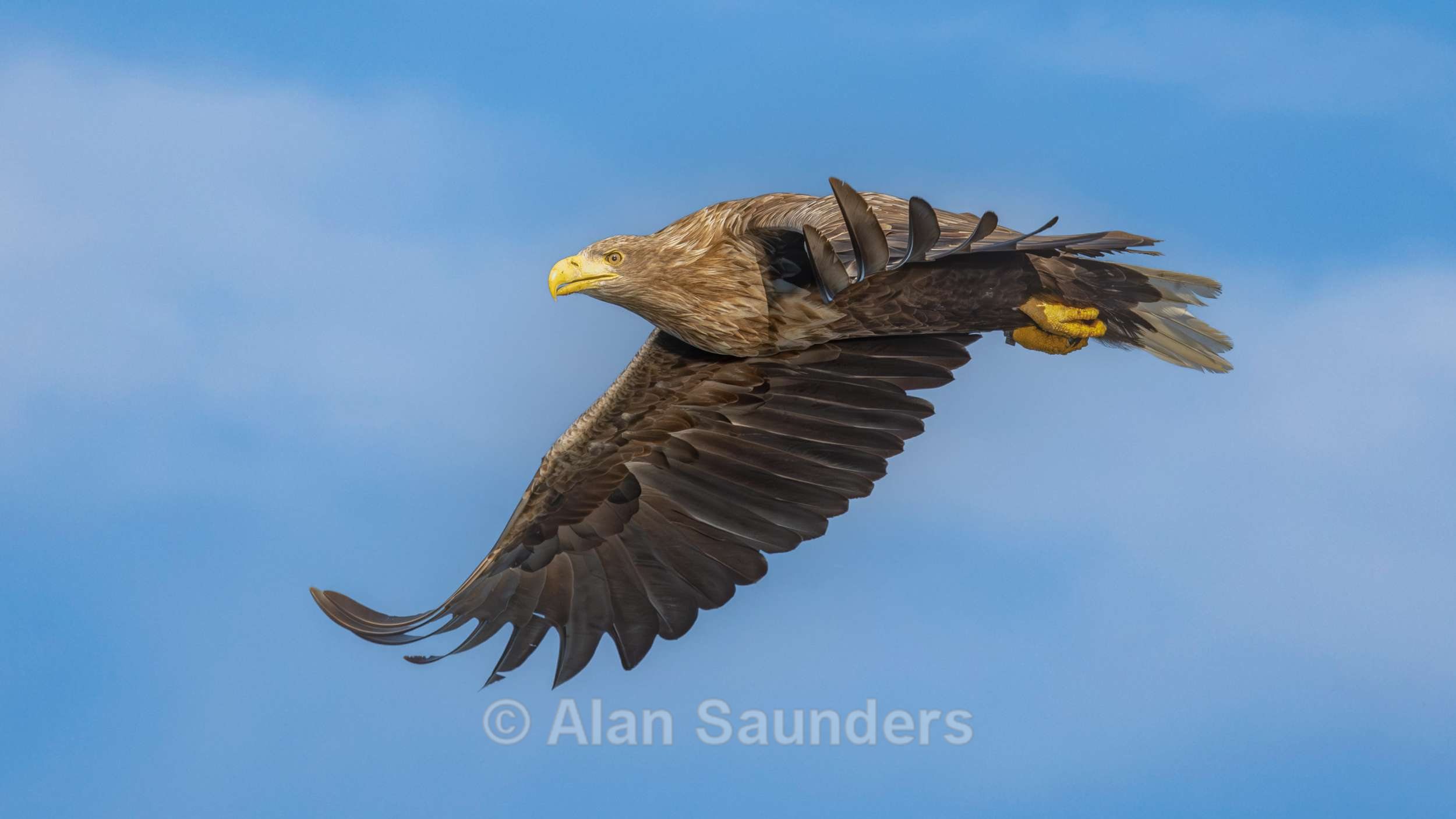 White Tailed Eagle 12