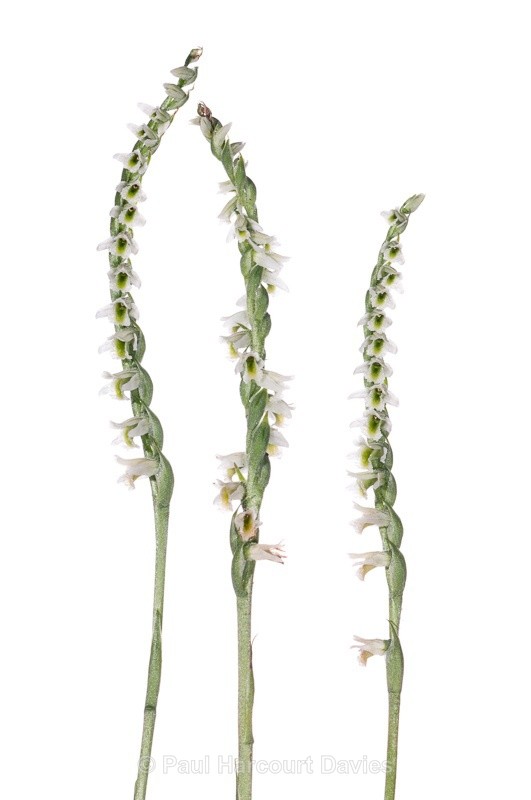  - WB: Orchids - Various